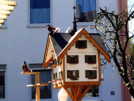 Pfautauben