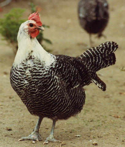 silber Brackel